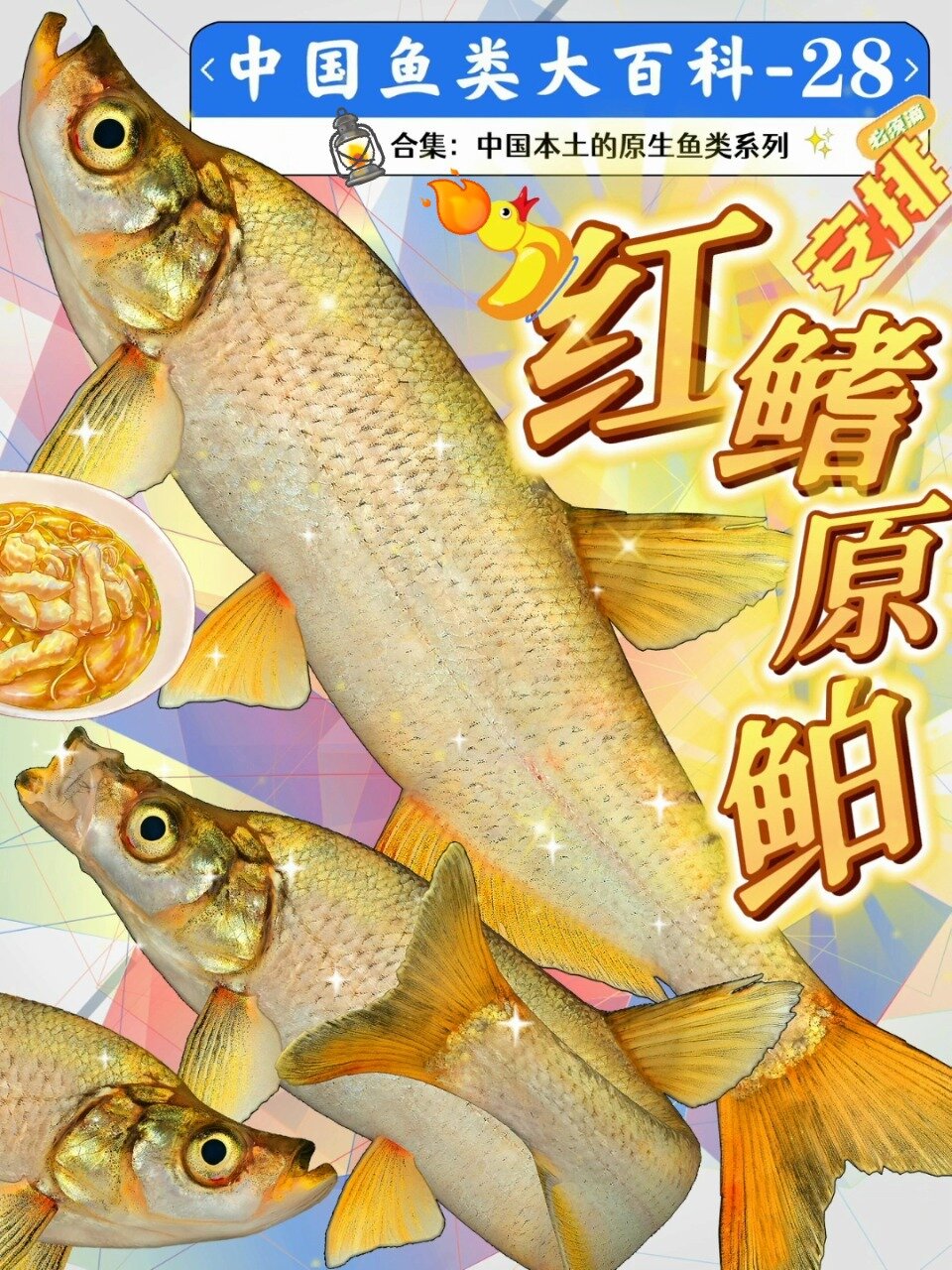 红鳍原鲌:我不是翘嘴鱼,也不是青稍哦