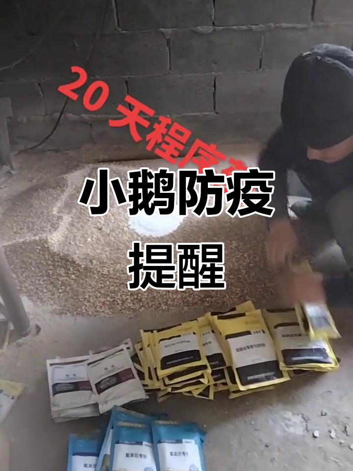 20天小鹅需投药,预防常见疾病,提升成活率!