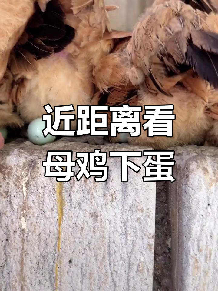 母鸡下蛋全过程曝光,笑到停不下来
