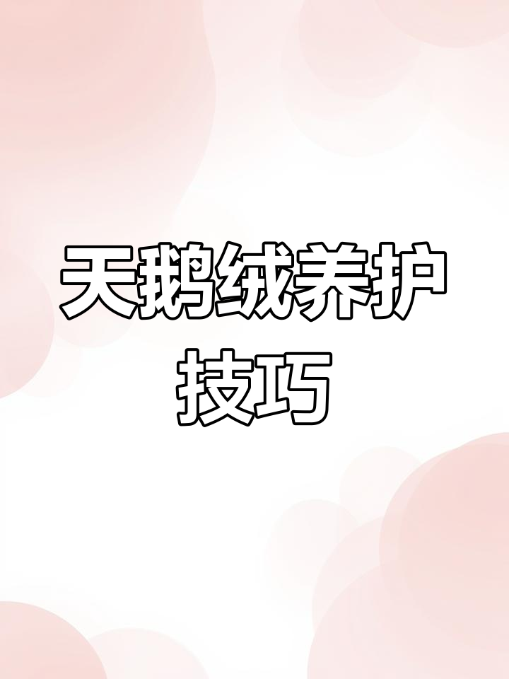 天鹅绒植物养护全攻略:如何避免烂根和暴晒伤害