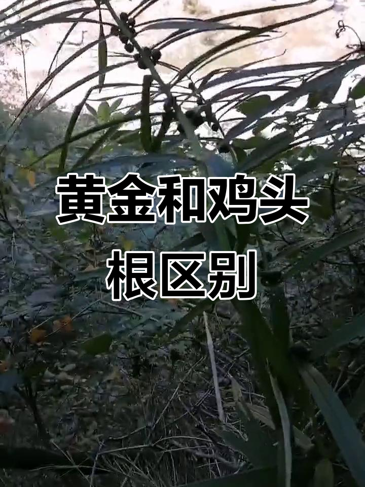 黄精与鸡头根的区别,选购不再上当