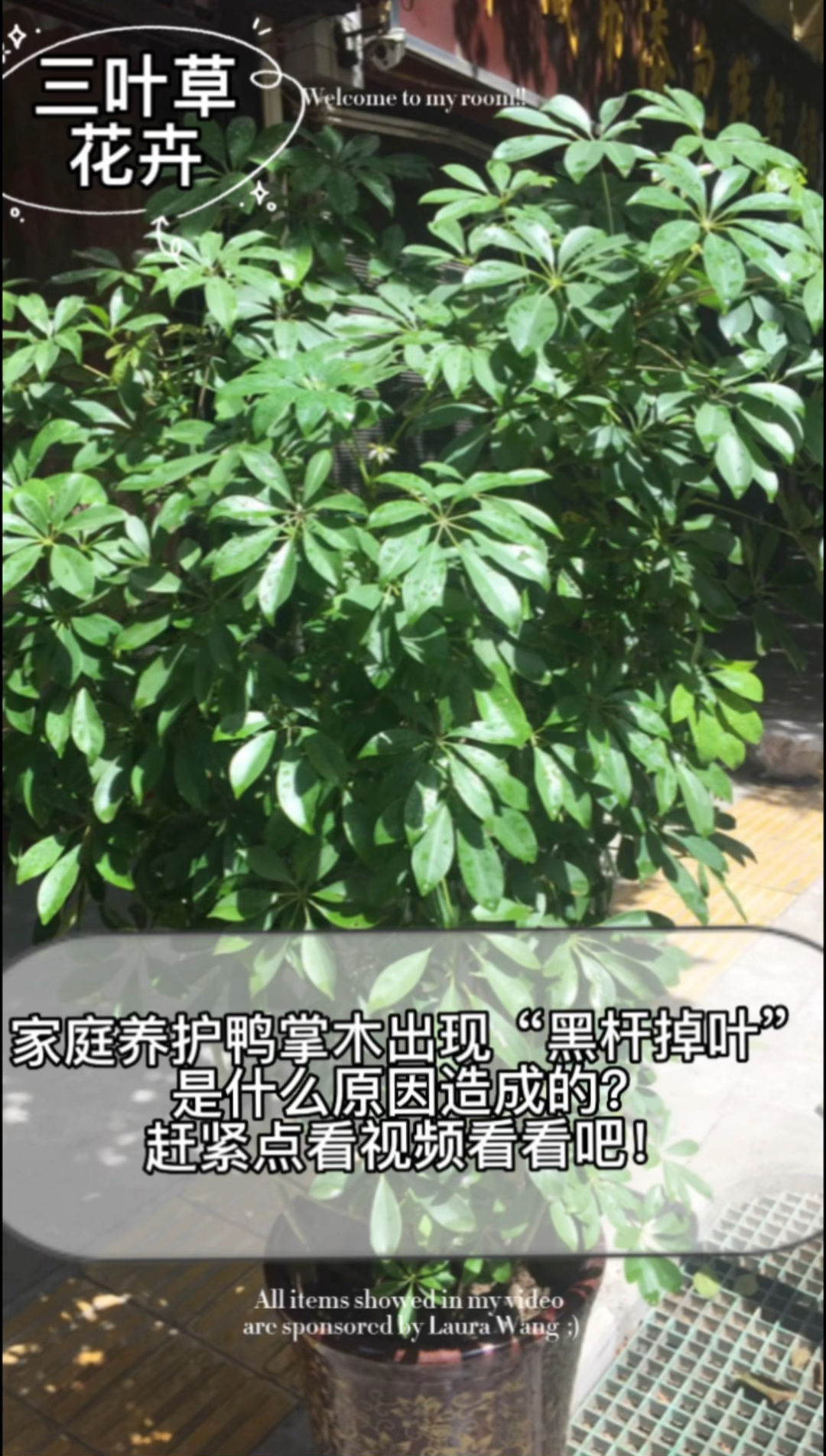 养护鸭掌木经常出现黑杆掉叶子是怎么回事