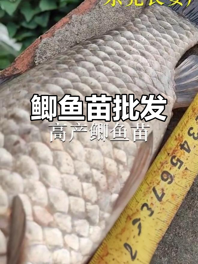 优质鲫鱼苗供应,广州东莞深圳均有批发点
