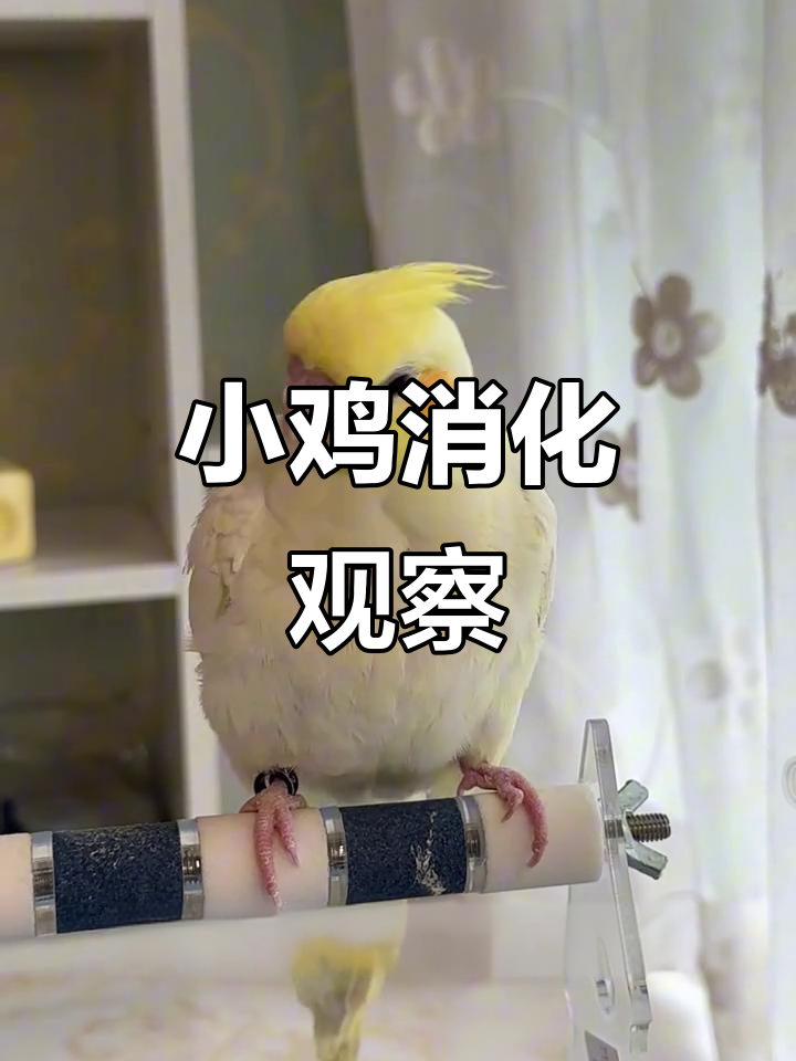 小鸡嗉囊检查,判断健康的第一步!