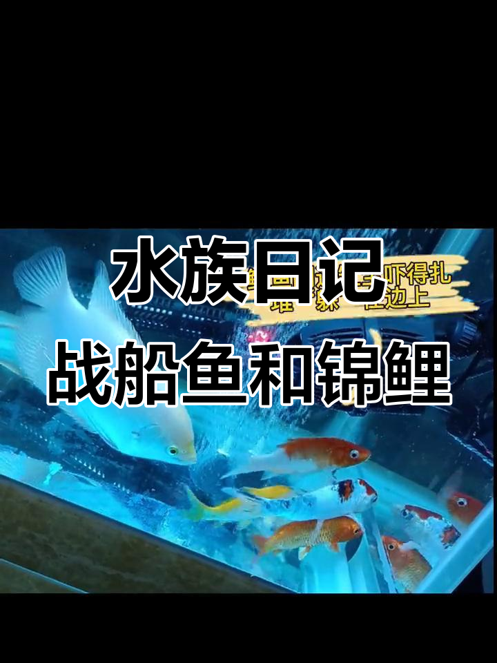 战船鱼与锦鲤的美丽水族世界,观赏鱼的日常