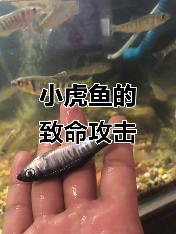 虾虎鱼太凶猛,咬死其他鱼类成常态