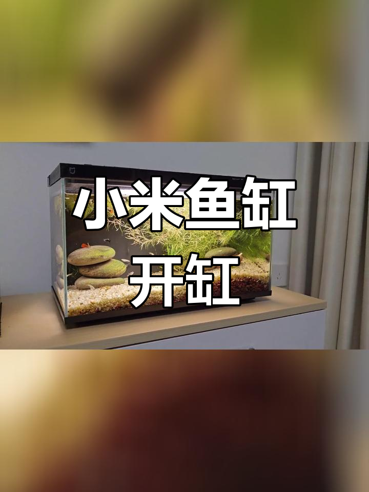 小米鱼缸造景教程,火山石与水草打造美丽孔雀鱼环境