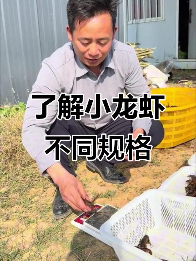 小龙虾规格全解析:从血气到大气,如何挑选最适合的品种
