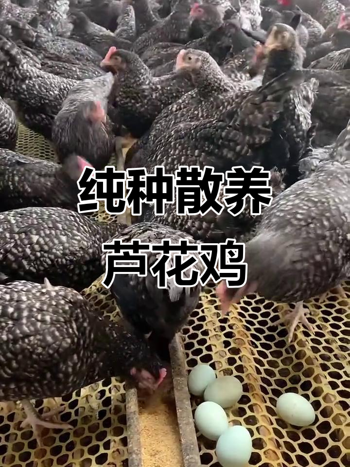 芦花鸡苗,土鸡蛋之王,全国包邮发货
