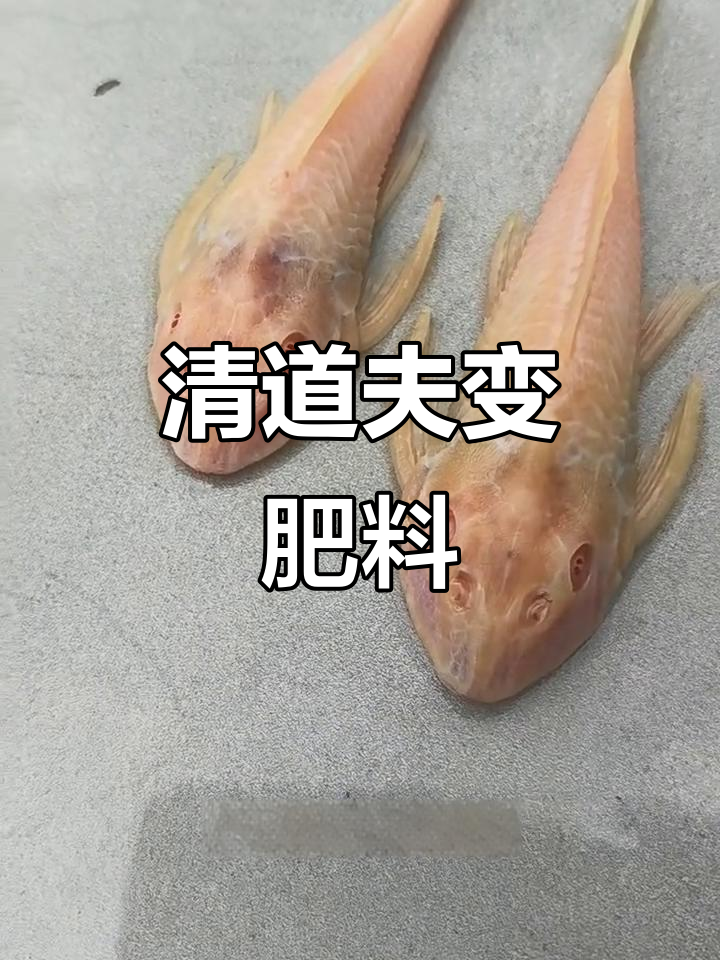 女王大帆难养?清道夫竟然成了肥料!