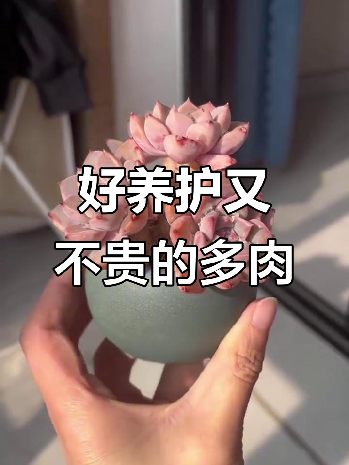 20种好看又好养的多肉植物,价格不贵超推荐