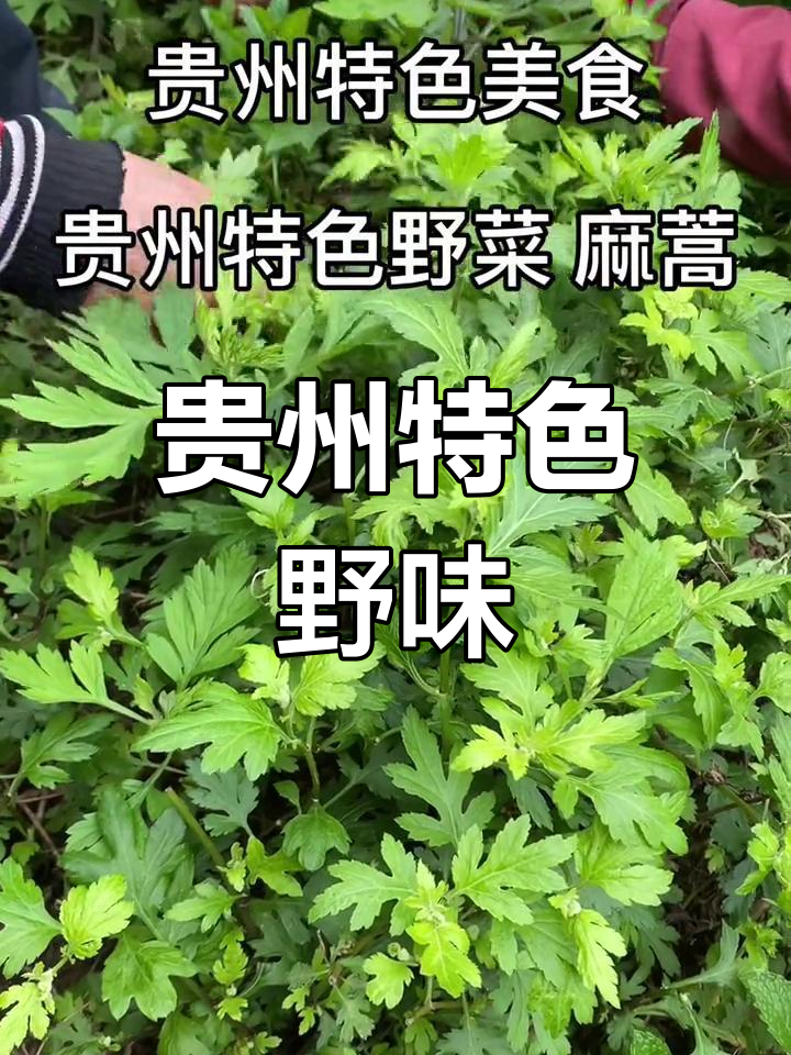 贵州豆米火锅,野菜麻蒿独占鳌头