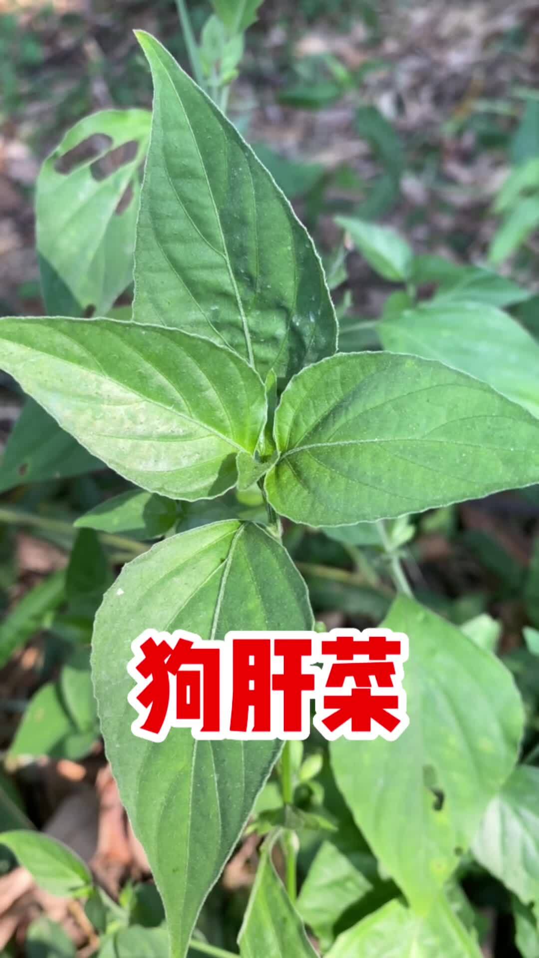 狗肝菜也叫青蛇仔,它这些价值你知道吗?