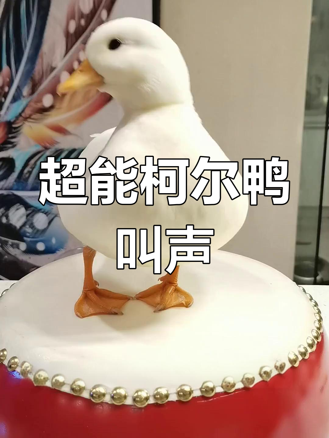 柯尔鸭母鸭超能叫,叫声震撼全场