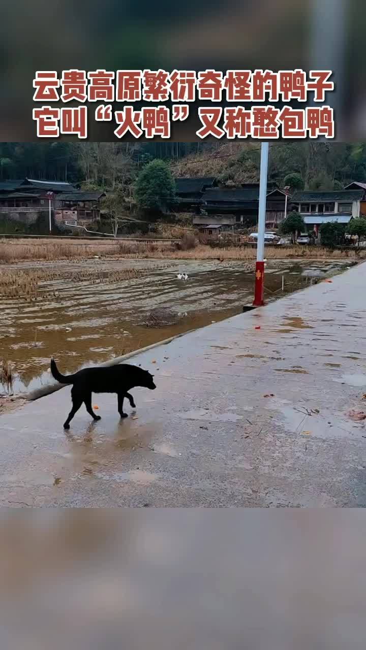 新农人计划2022 云枫教你学养殖 三农 养殖 火鸭 云贵高原繁衍奇怪的鸭子,它叫“火鸭”