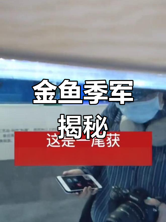 鎏金金鱼获全场季军,三大优点成就精彩表现