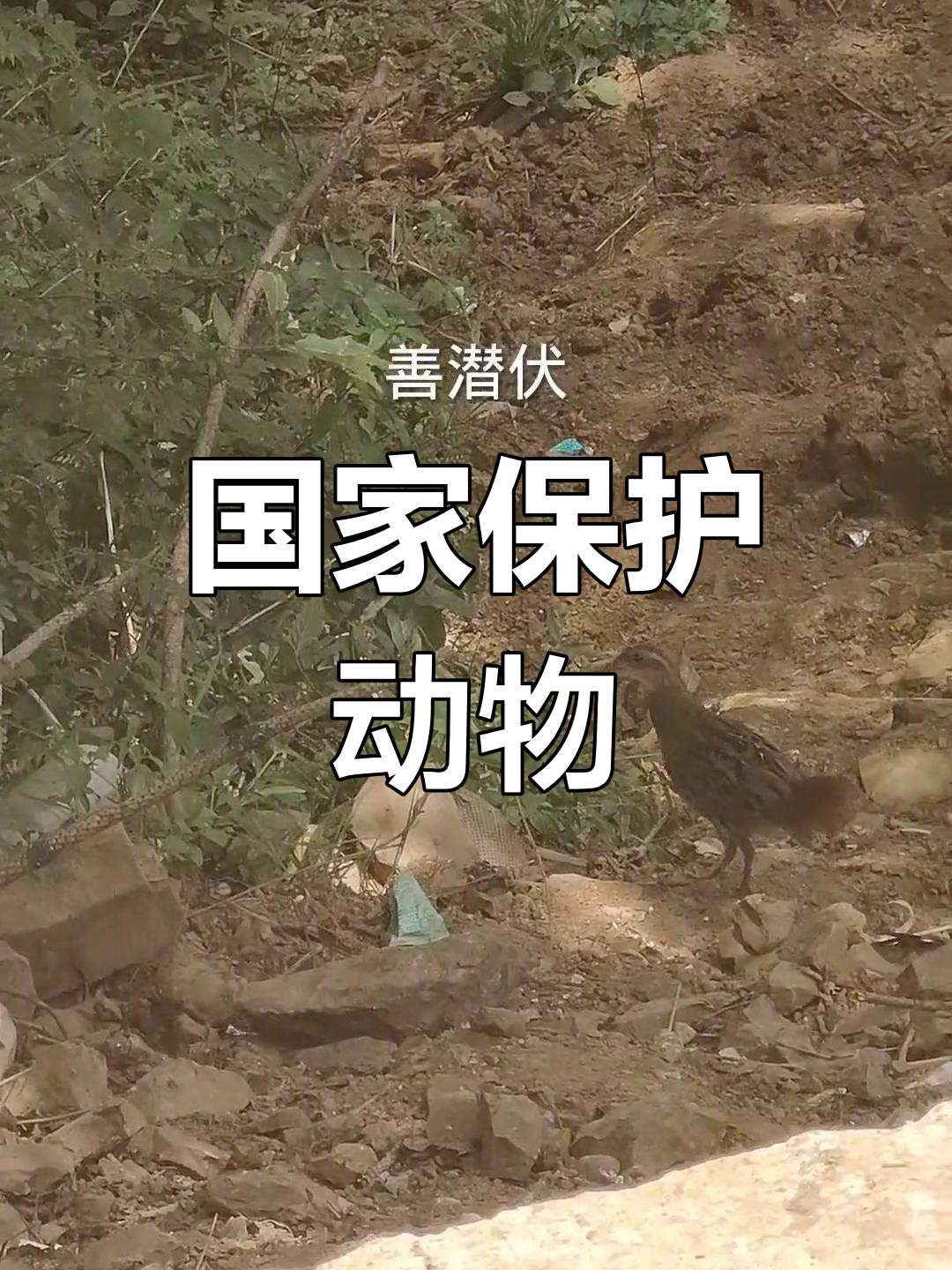 农村常见野生竹鸡