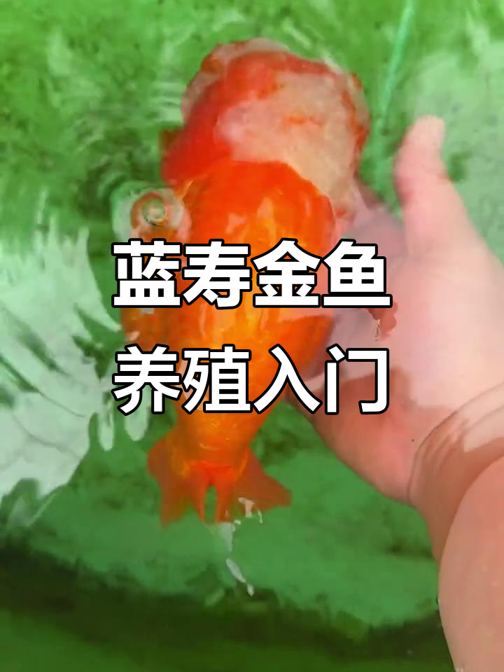 从鱼卵到成年,蓝寿金鱼的成长全纪录