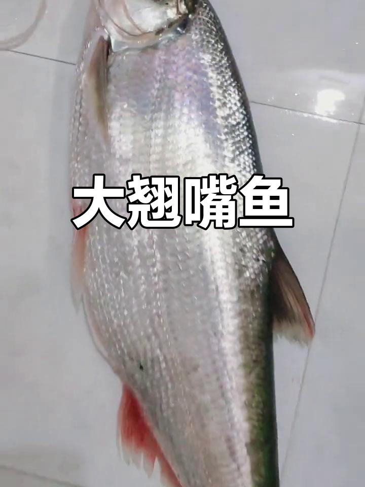 野生大翘嘴,鳞片闪耀