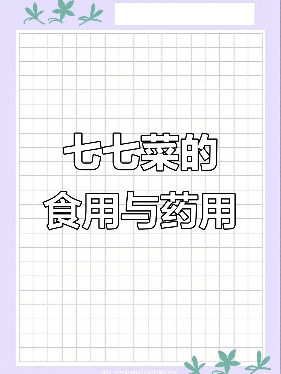 刺菜:紫色小花的美味与养生秘密