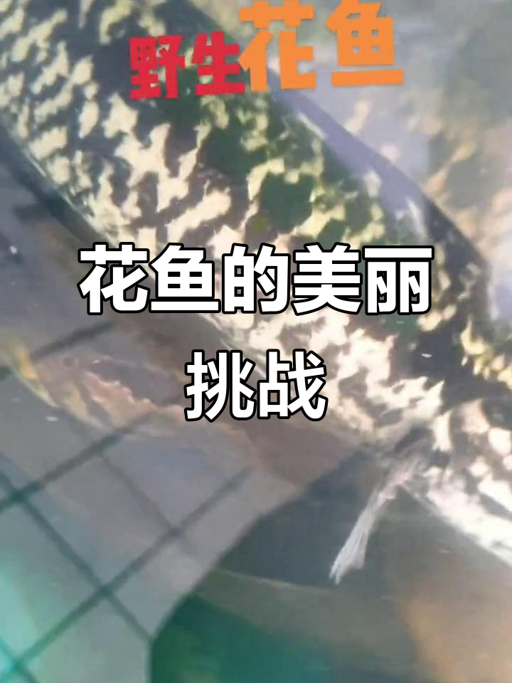 野生花鱼颜值爆表,雷龙见了也要逊色!