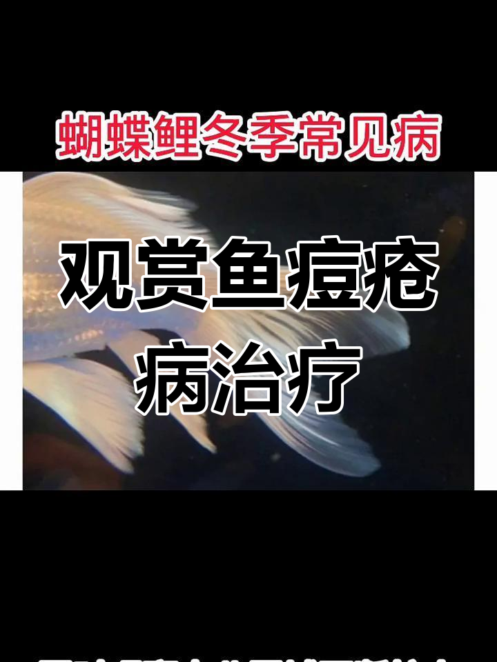 冬季观赏鱼常见痘疮病,治疗方法全解析