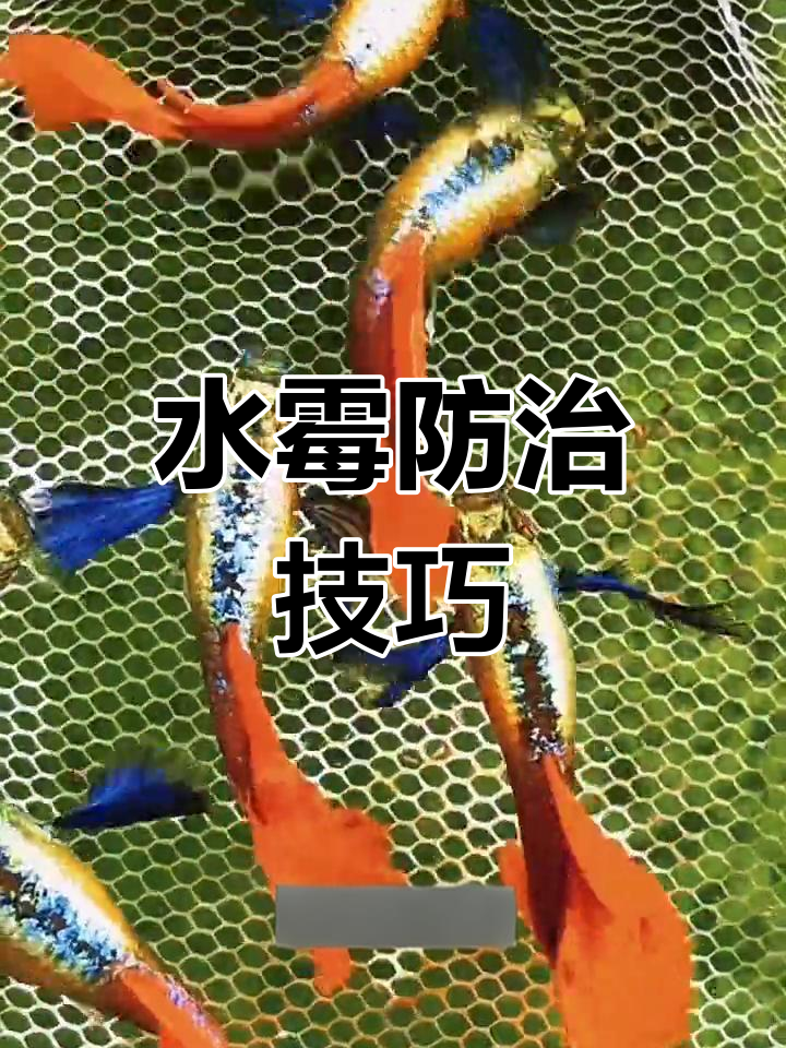 孔雀鱼水霉预防全攻略