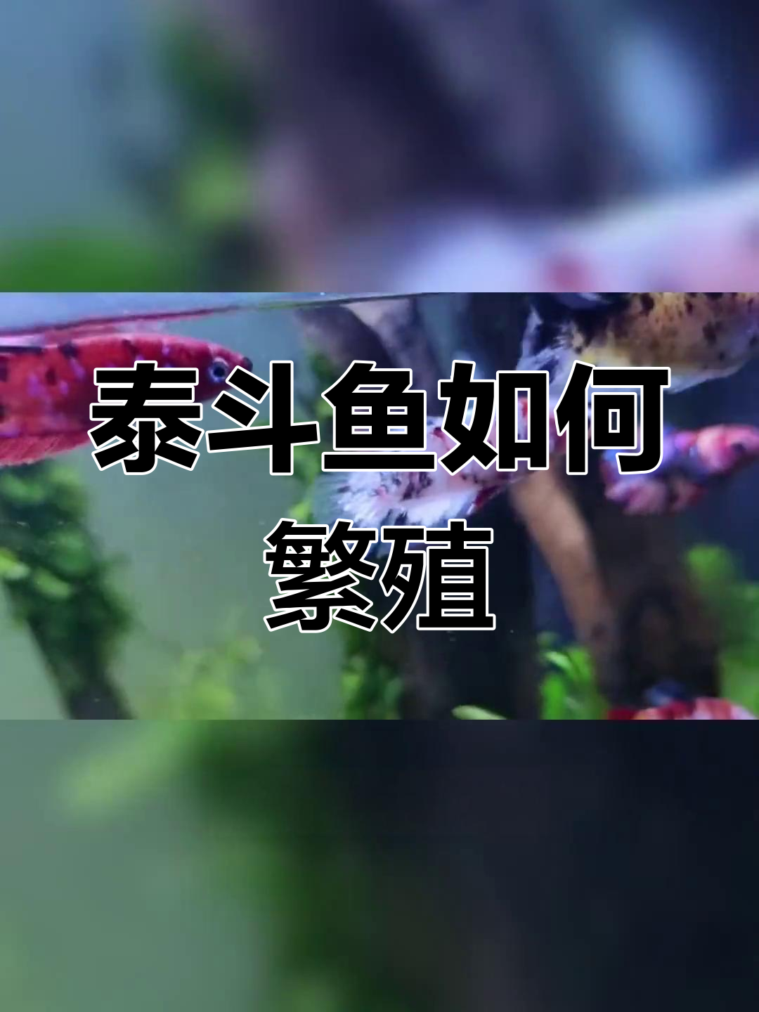 泰国斗鱼繁殖过程解析
