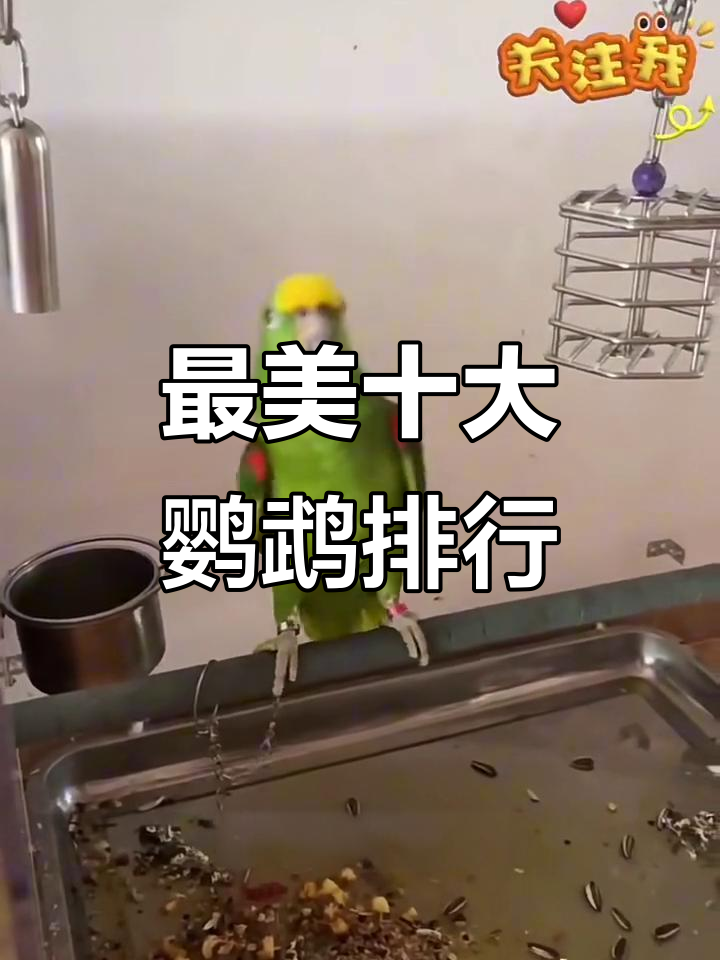 鹦鹉颜值TOP10,哪些品种最受欢迎?