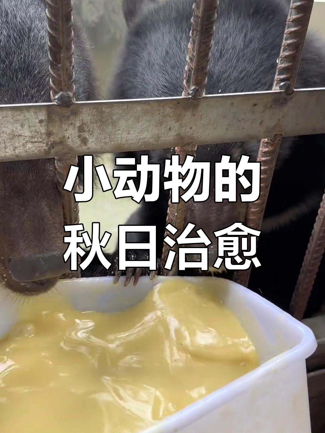 秋天第一杯奶茶,小动物们的治愈时光