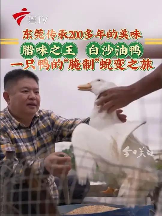 东莞传承200多年的美味,腊味之王,白沙油鸭,一只鸭的“腌制”蜕变之旅