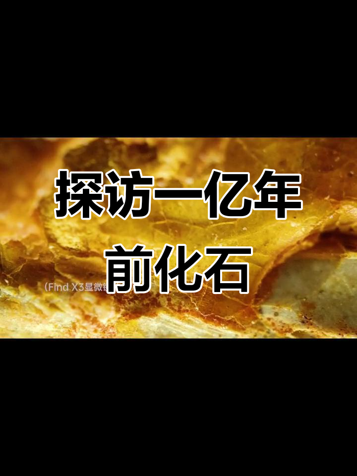 一亿年狼鳍鱼化石揭秘：显微镜下看古生物的脊椎与骨骼