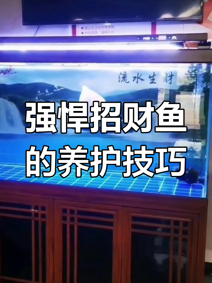 大型招财鱼攻击力惊人,不宜与其他鱼类混养