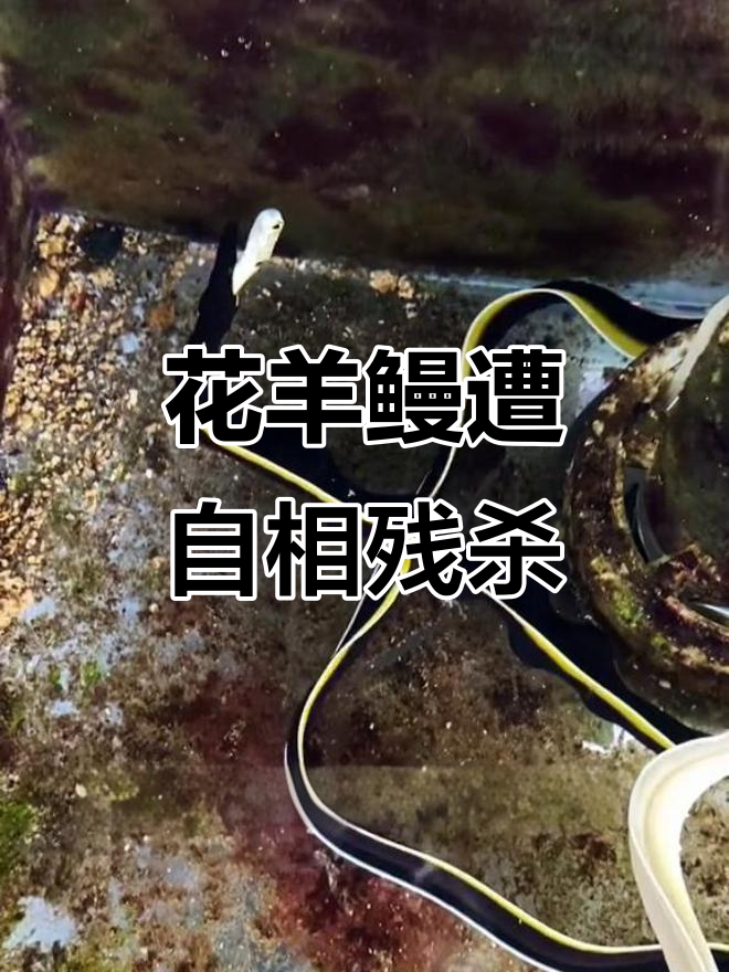 花羊鳗被七彩鳗吞食,海缸中的惊险一幕