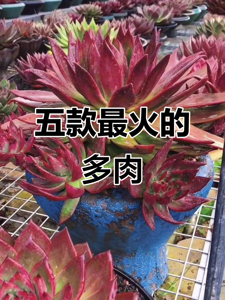 最受欢迎的五款多肉植物,看看你中意哪一款?