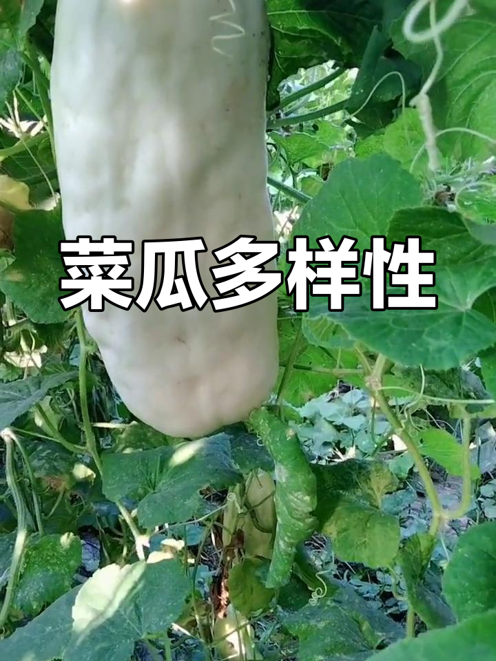 菜瓜种类繁多,白皮、黑皮各有特色