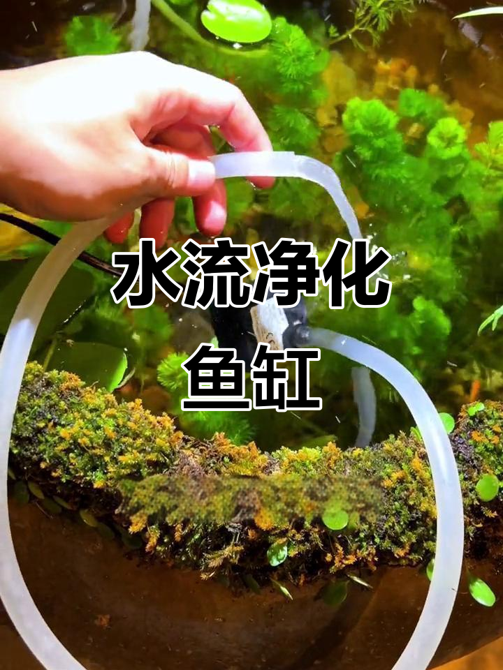 流水设计让鱼缸更清洁,省心又高效