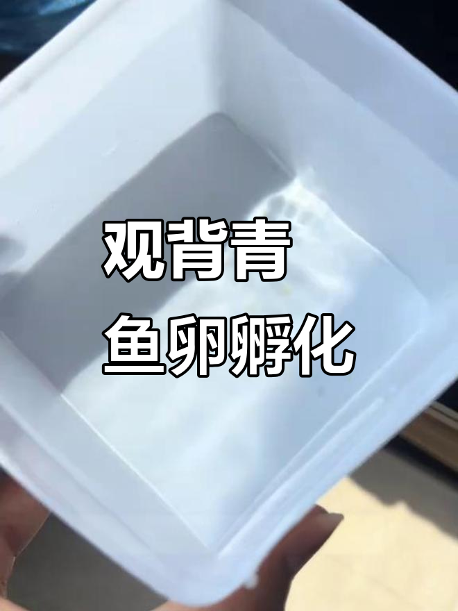 观背青鳉鱼卵孵化全流程，新手必看！