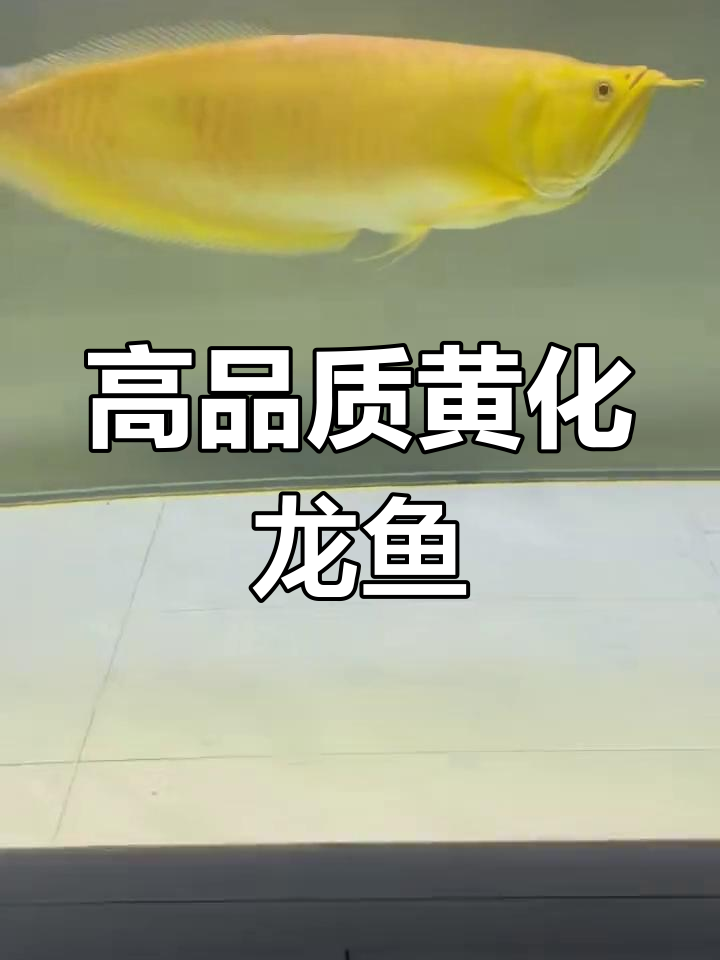 65公分极品黄化龙鱼,难得一见的高品质观赏