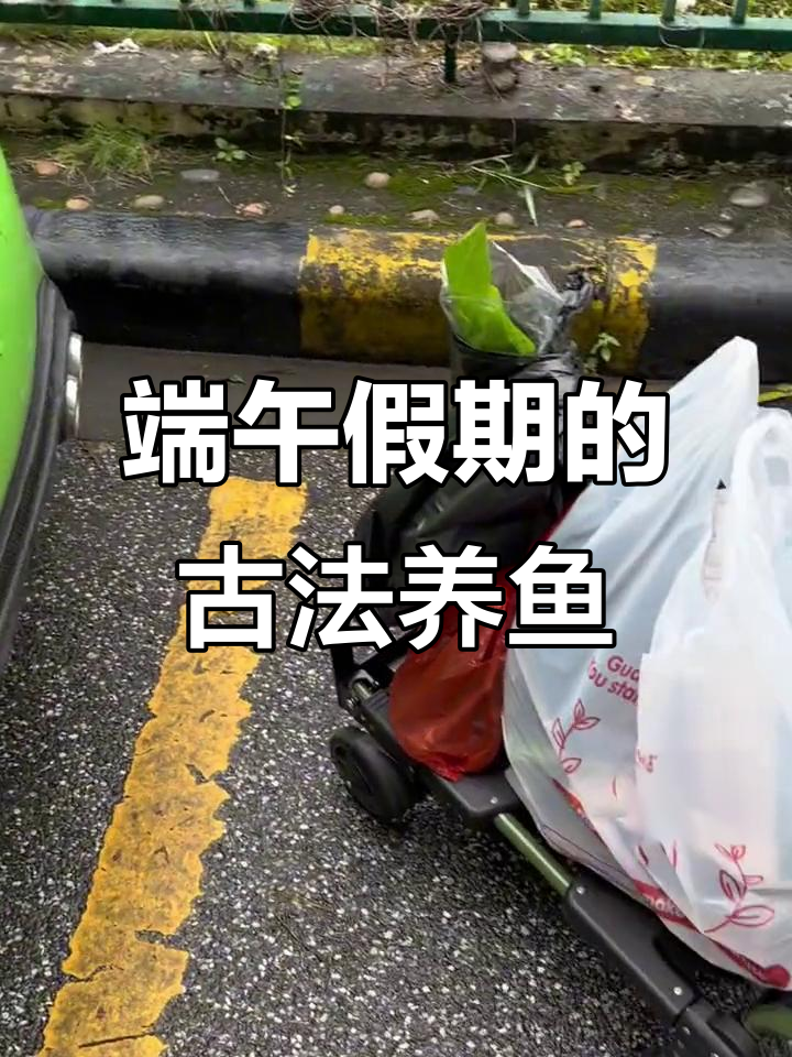 端午节假期,古法鱼缸改造大作战:从多肉到水族区全攻略