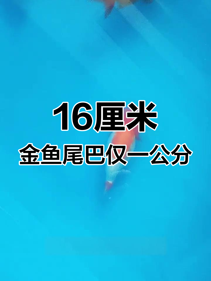 金鱼身短尾长,悲剧背后真相揭露
