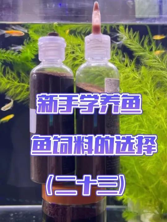 从0开始学养鱼「第二十三节」新手鱼饲料的选择!鱼的一日三餐理性点,自己都没吃饱呢,想着鱼怎