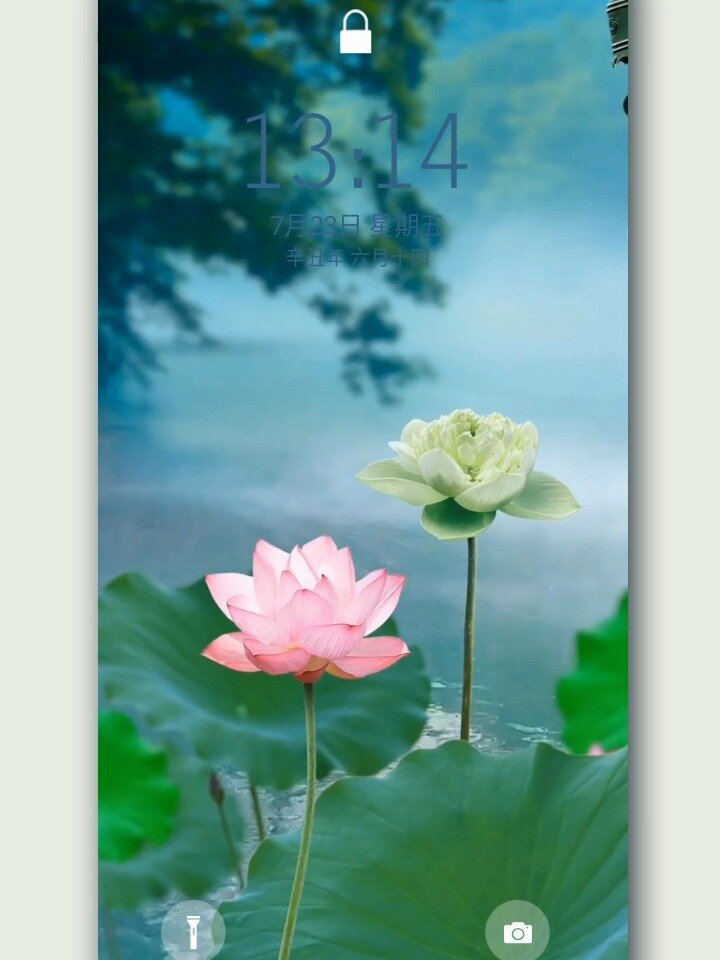 绿色护眼动态壁纸,荷花