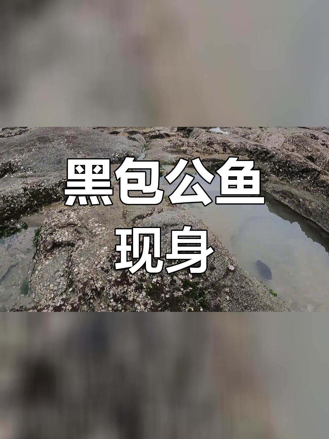 退潮后发现罕见黑鱼,活力十足