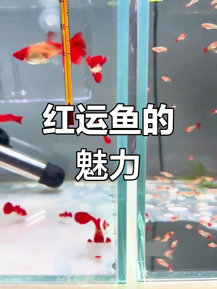 这款鸿运鱼,红尾红头超美,新手也能轻松养!