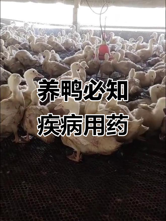 常见鸭病防治全攻略,必备药物清单
