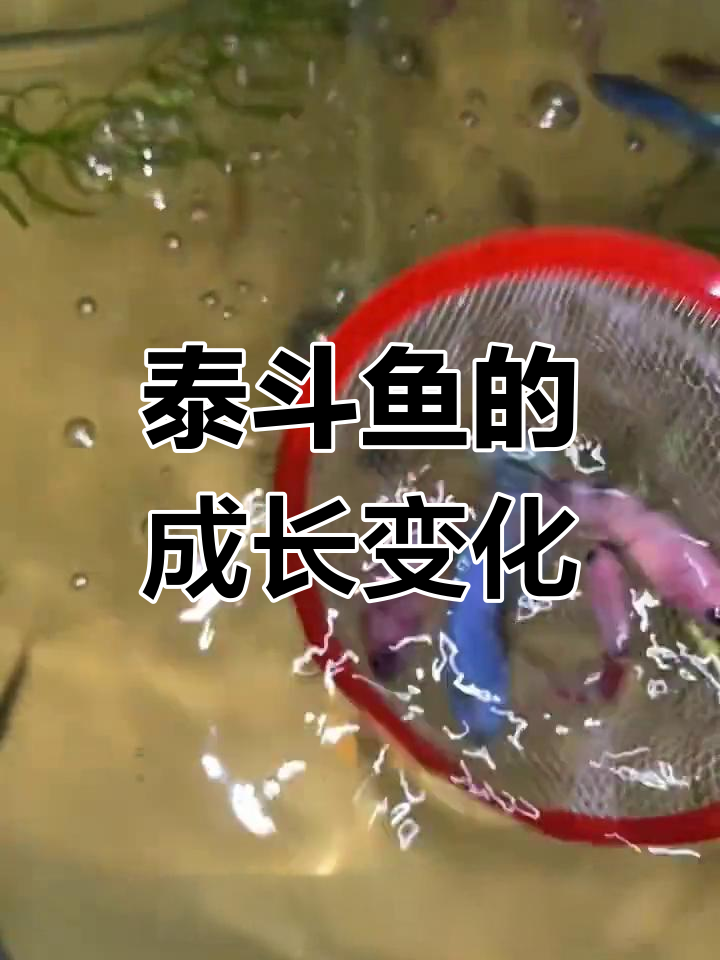 泰国斗鱼成长全过程揭秘