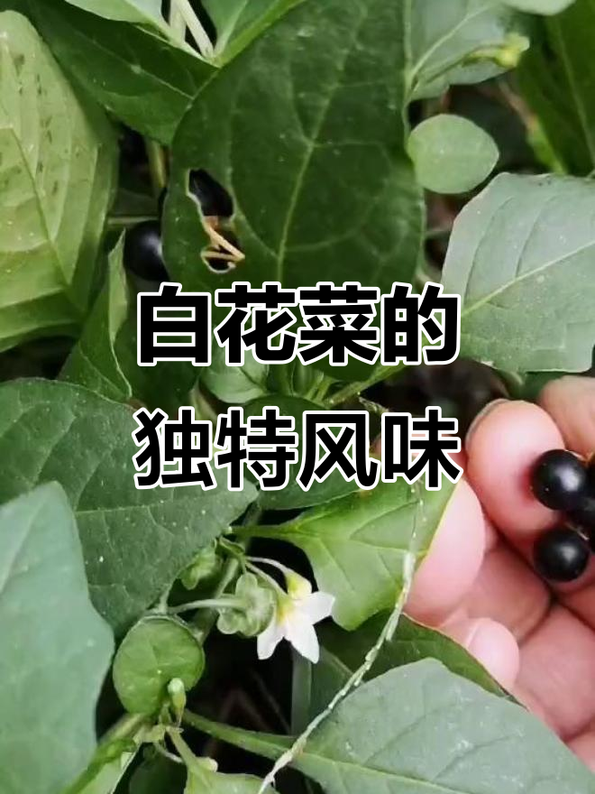 农村常见白花菜,龙葵果实酸甜可口,嫩叶煮汤更美味