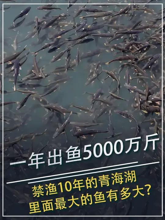 一年出鱼5000万斤,禁渔10年的青海湖,里面最大的鱼有多大?