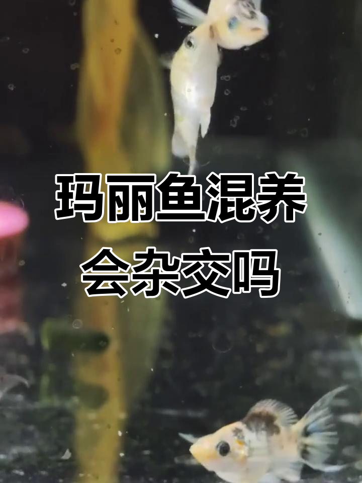 钻眼玛丽鱼混养会串种吗?颜色杂交与体型变化全解析